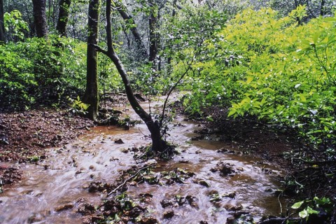 Stream and forest of Matheran in monsoon, Maharashtra, India, Asia