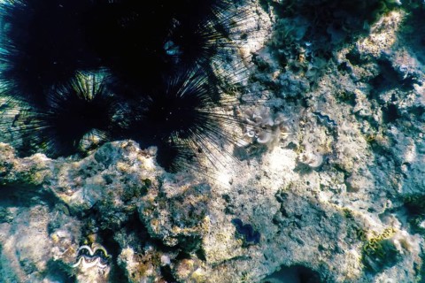 Common Long Spined Sea Urchin, (Diadema antillarum) underwater, Marine life