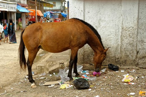 Horse eating food from garbage, alibag, raigad, Maharashtra, India, Asia