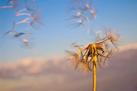 The golden dandelion with flying seeds against the blue sky and pink clouds