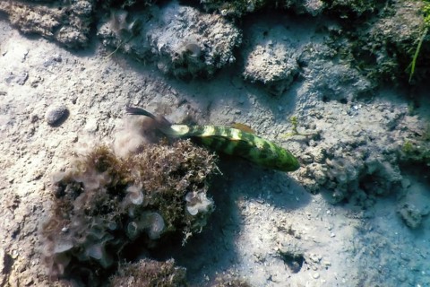 Abudjubbe wrasse (Cheilinus abudjubbe) Underwater, Marine life