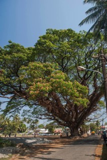Tree, kochi, kerala, India, Asia