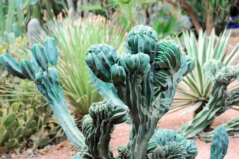 Jardin Majorelle, Botanical Garden in Marrakech, Green moulded, irregular cacti in a dry garden
