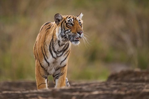 Bengal Tiger in Ranthambhore national park, rajasthan, India, Asia