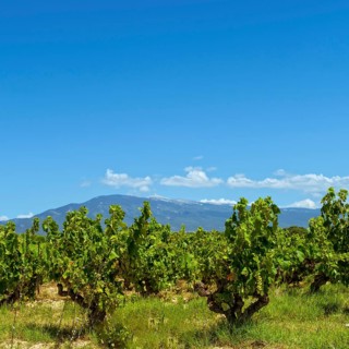 Vineyards Provence