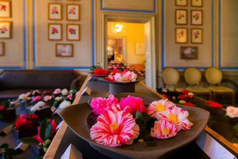 Zuschendorf Country Castle Camellia Show