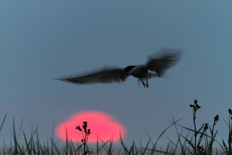 Common Tern (Sterna hirundo), flight study at sunset, in flight with motion blur of the wings,