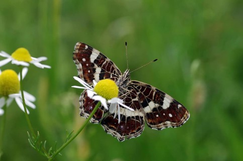 Map butterfly (Araschnia levana), butterfly, 2nd generation, open wings, underside, macro, flower,