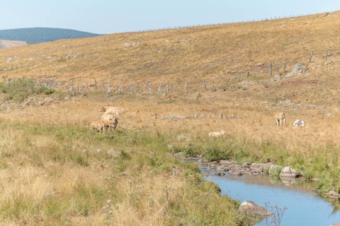 Aubrac cow going to drink in a river in times of drought. Aubrac, France, Europe
