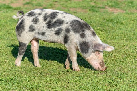 Dwarf pig in a pen in the spring. Alsace, France, Europe