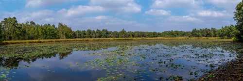 Schwattet Gatt nature conservation and FFH area, remnant of raised bog, still waters covered with