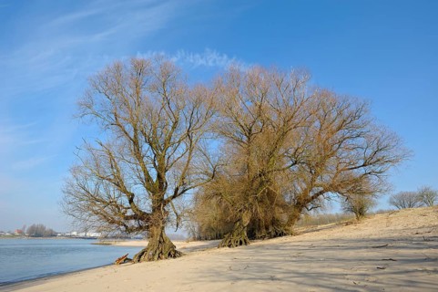 Old willows, bank of the Waal, February, nature reserve De Gelderse Poort, Millingerwaard,