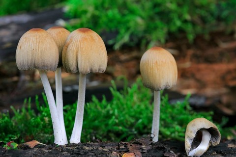 Mica cap, shiny cap, glistening inky cap (Coprinellus micaceus) (Agaricus micaceus)