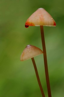 Bleeding fairy helmet (Mycena haematopus) with red blood drop, two, style, long, thin, water drop,