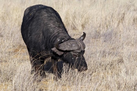 Cape buffalo (Syncerus caffer), adult male in tall dry grass, feeding on grass, savanna, Mahango
