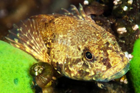 (Paracottus knerii) endemic sculpin, Lake Baikal, Olkhon Island, Pribaikalsky National Park,