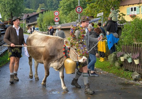 16. 09. 2022. Almabtrieb, cattle seperation in Thalkirchdorf, Markt Oberstaufen, Allgäu, Bavaria,