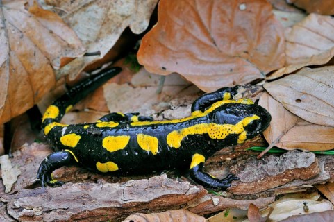 European, fire salamander (Salamandra salamandra) among fallen leaves in the forest
