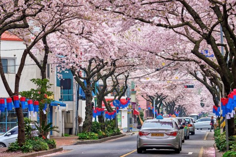 JEJU, SOUTH KOREA, APRIL 9, 2018: Blooming sakura cherry blossom trees in spring in street with