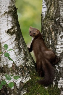 Beech marten (Martes foina), Bitburg, Rhineland-Palatinate, Germany, Europe