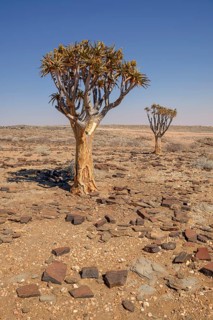 Quiver trees (Aloe dichotoma) in desert landscape, near Kuiseb-Canyon, Erongo region, Namibia,