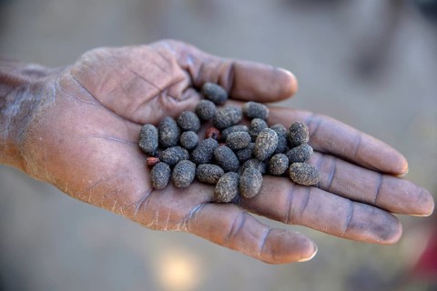 Cocoons, Bushman arrow-poison beetle (Diamphidia nigroornata) in the hands of a Bushman, for the