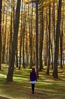 Larches glowing, autumn in the Talai forest, St. Valentin auf der Haide, Vinschgau, South Tyrol,
