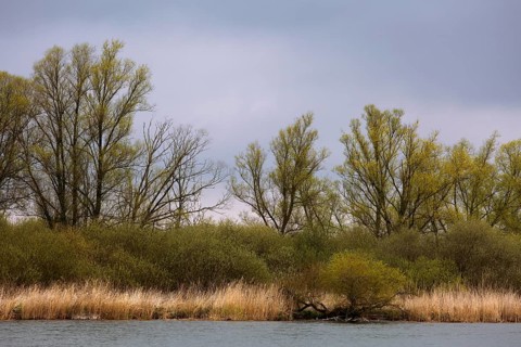 Willow trees and shrubs on the banks of the River Peene, Peene Valley River Landscape nature park