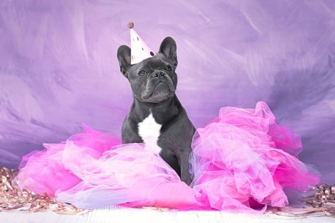 French Bulldog dog wearing party hat and pink tutu skirt