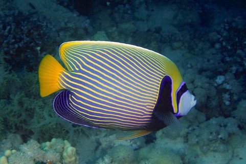 Emperor angelfish (Pomacanthus imperator), House Reef dive site, Mangrove Bay, El Quesir, Red Sea,