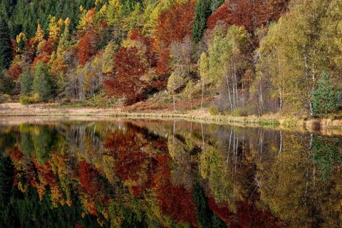 Trees reflected in the Sankenbachsee, Karsee, autumn, near Baiersbronn, Freudenstadt district,