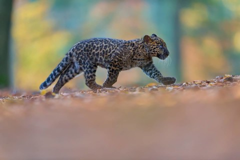 Indian leopard (Panthera pardus fusca), young animal running in forest
