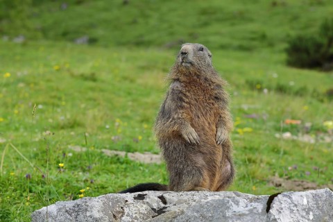 Alpine marmot (Marmota marmota), alert sentinel standing on a stone on an alpine pasture,