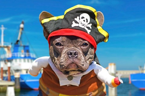 Portrait of French Bulldog dog dressed up in pirate costume with hat and hook arm