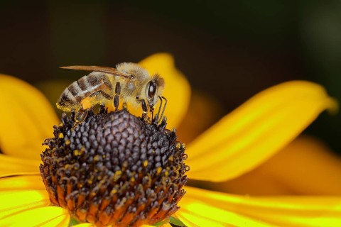 Honey bee (Apis mellifera) collecting nectar from a flower of yellow coneflower (Echinacea