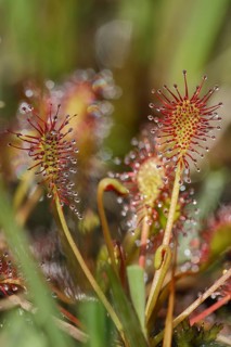 Oblong-leaved sundew (Drosera intermedia), carnivorous plant in a bog, North Rhine-Westphalia,