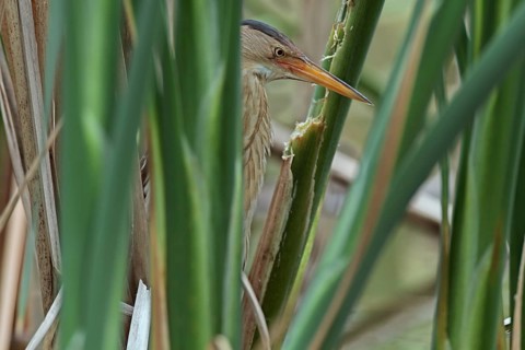 Little Bittern (Ixobrychus minutus), study in the biotope, Middle Elbe Biosphere Reserve,