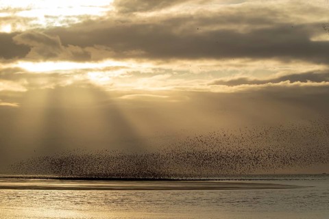 Red knot (Calidris canutus) adult birds flying in a flock at sunset, Norfolk, England, United