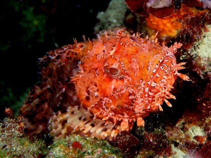 Portrait of Red Scorpionfish (Scorpaena scrofa), sea sow, dive site Cap de Creus Marine Reserve,