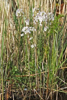 Meadow foamwort (Cardamine pratensis), flowers, medicinal plant, edible plant, cruciferous plant,