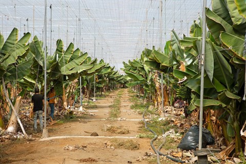 Banana plantation, Gáldar, Las Palmas Province, Gran Canaria, Canary Islands, Spain, Europe