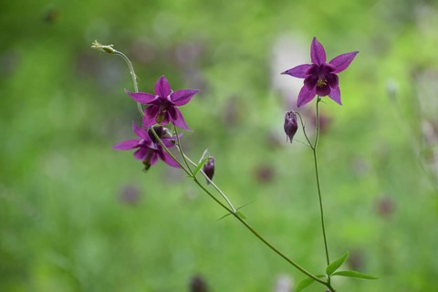 European columbine (Aquilegia vulgaris) in Berchtesgaden National Park, Bavaria, Germany, Europe