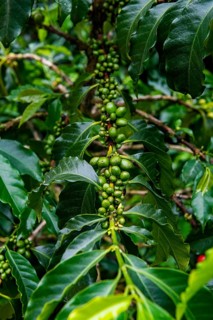 Coffee bushes and beans, Coffee farm Hacienda Venecia, Zona Cafetera, Colombia, South America