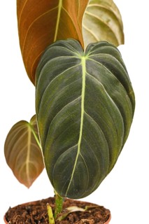 Close up of leaf of tropical 'Philodendron Melanochrysum' houseplant on white background