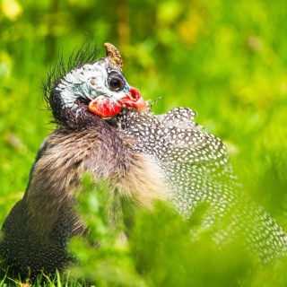 Portrait of Helmeted Guinea Fowl (Numida meleagris)