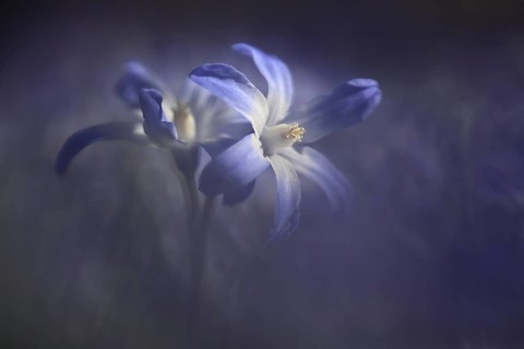 Blue lucile's glory-of-the-snow (Chionodoxa luciliae) of the common star hyacinth, naturalised in a