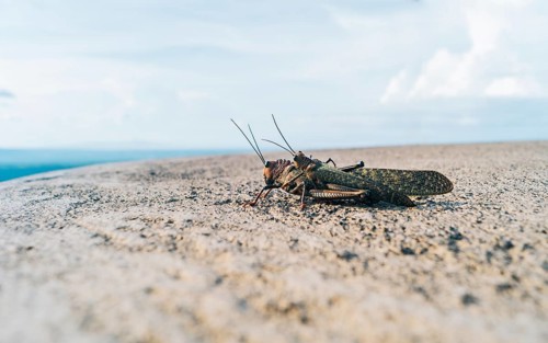 View of two crickets mating. Close up of two crickets mating, Two grasshoppers mating. Insect