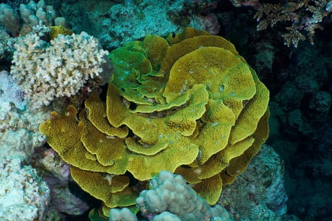 Yellow scroll coral (Turbinaria reniformis), Dive site House Reef, Mangrove Bay, El Quesir, Egypt,