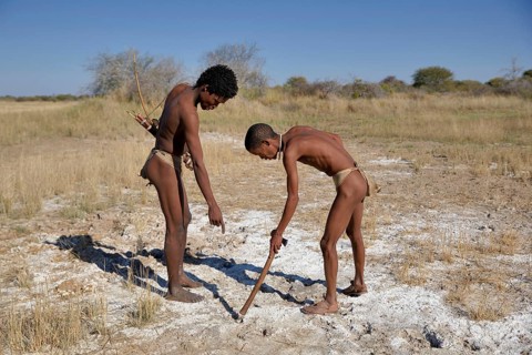 Bushmen of the Ju/' Hoansi-San hunting, read tracks, village //Xa/oba, near Tsumkwe, Otjozondjupa