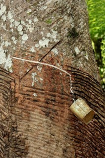 Rubber harvest on an Hevea tree, Amazon state, Brazil, South America